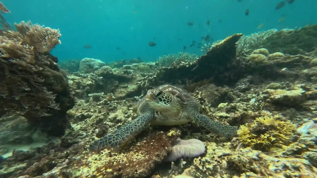 Underwater Labuan Bajo | Labuan Bajo Tour | IndonesiaJuara Trip