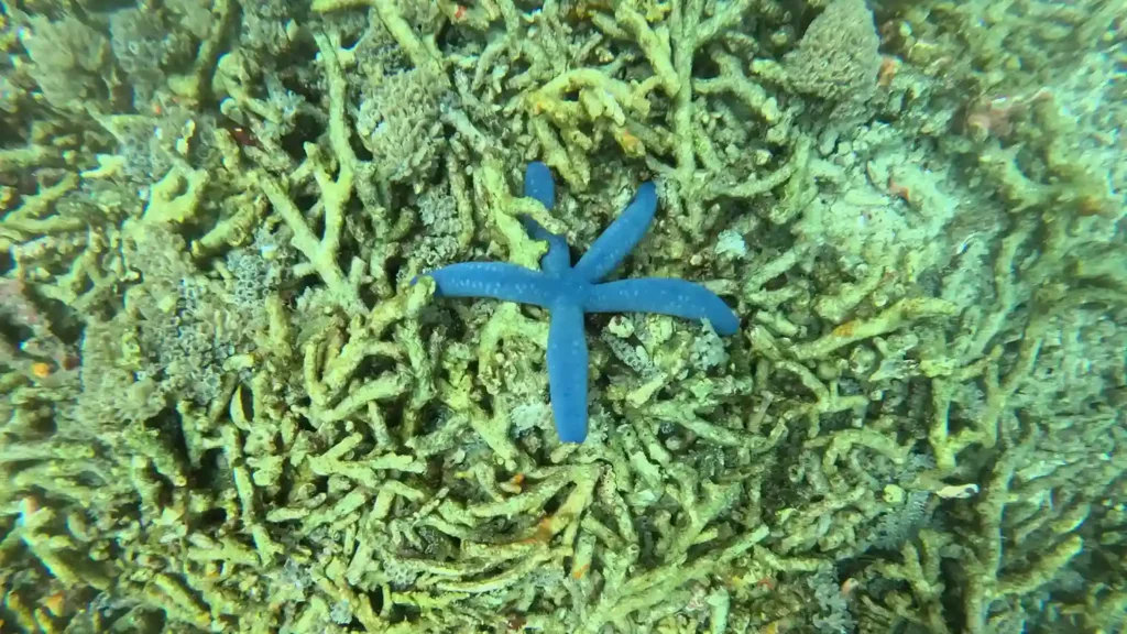 Underwater Labuan Bajo | Labuan Bajo Tour | IndonesiaJuara Trip