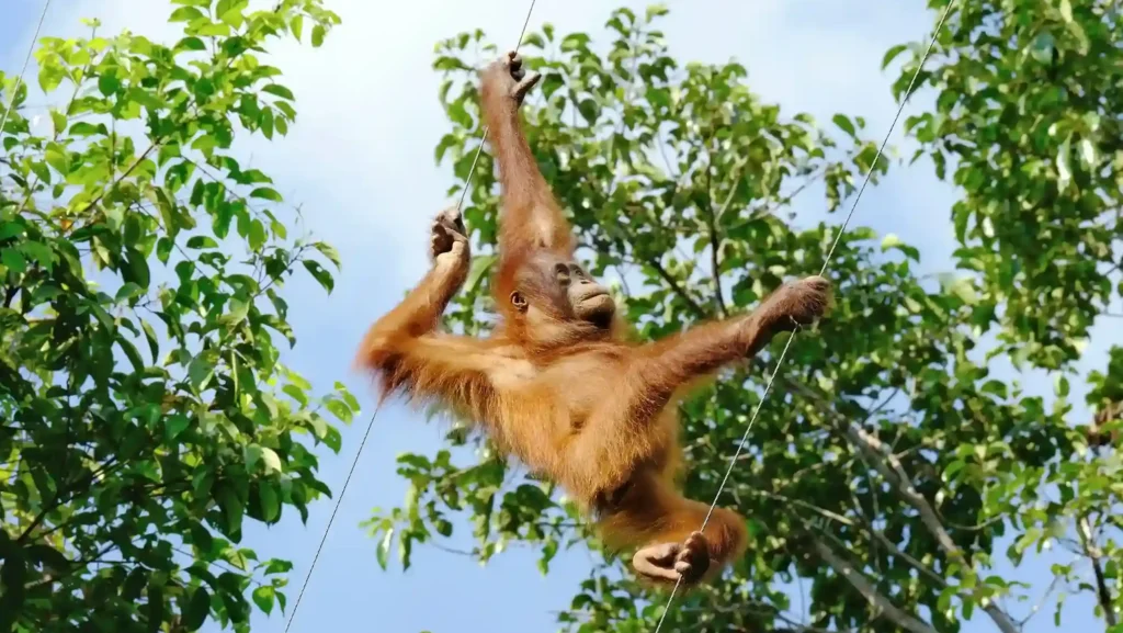 Tanjung Puting (Source: Unsplash | Simone Dinoia)