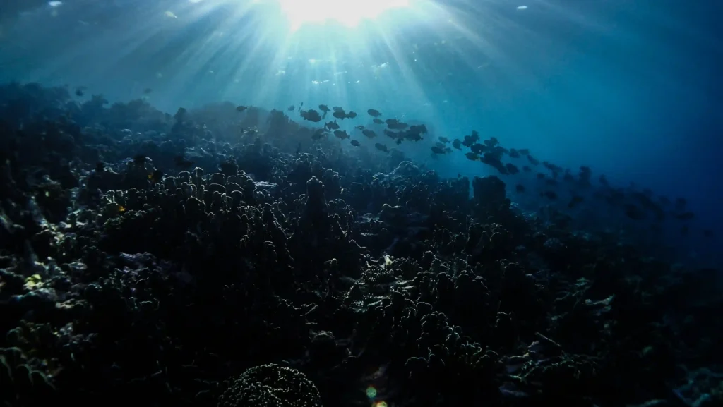 Wakatobi (Source: Unsplash | Benjamin L. Jones)