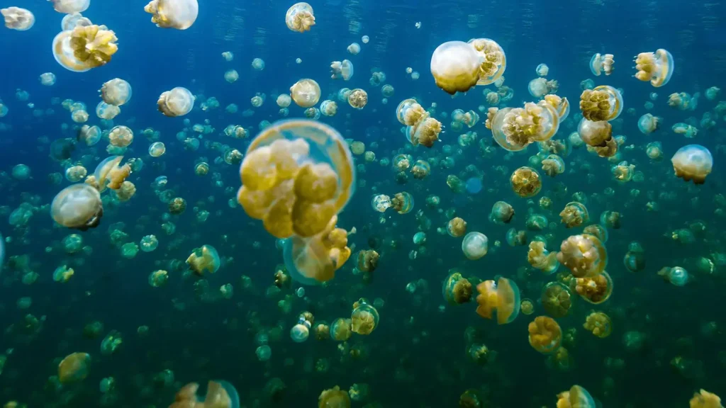Ubur-Ubur Danau Kakaban Derawan | Derawan Tour | IndonesiaJuara Trip