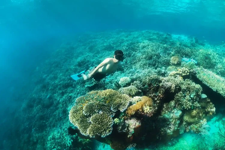 Underwater di Labuan Bajo - IndonesiaJuara